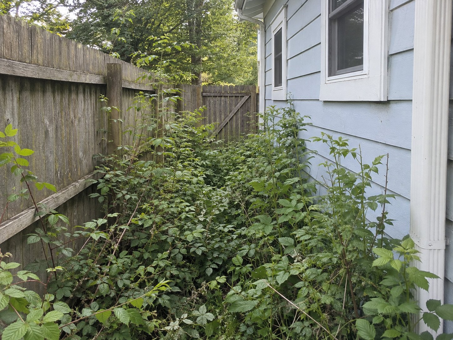 Overgrown side access between a blue-sided house and timber fence before brush removal.