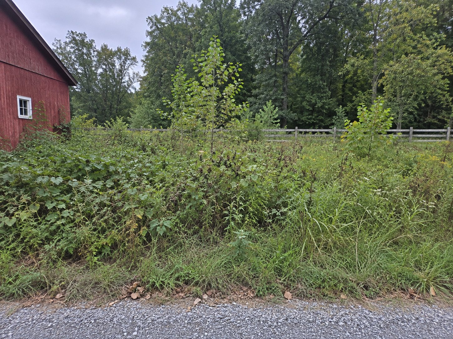 Overgrown rural lot beside a red barn before clearing.