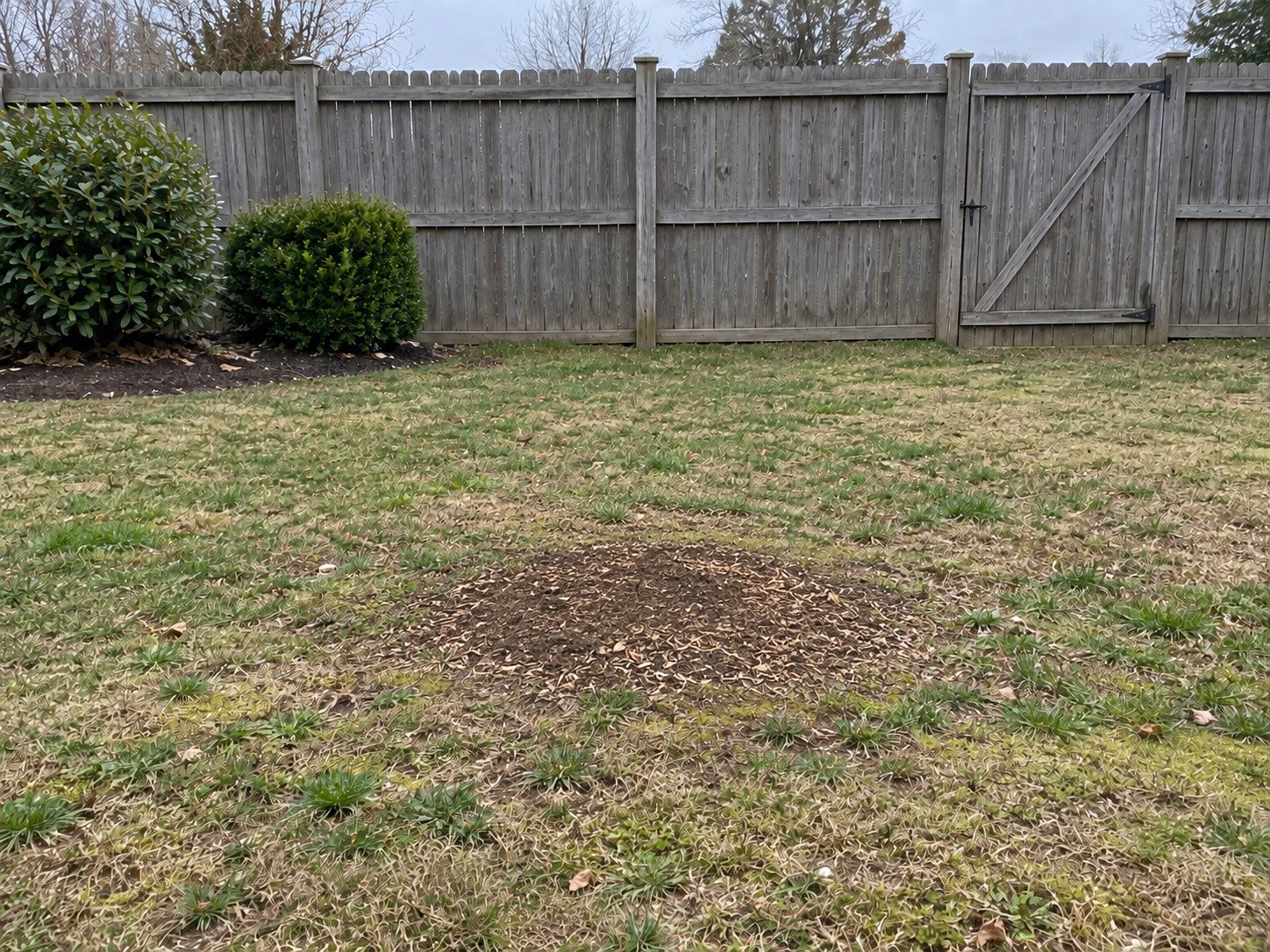 Same backyard after stump grinding, leaving a modest soil and fine wood-chip patch.