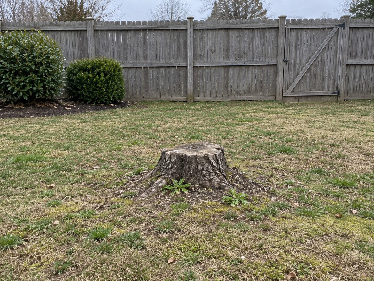 Low hardwood stump in a fenced backyard before grinding.