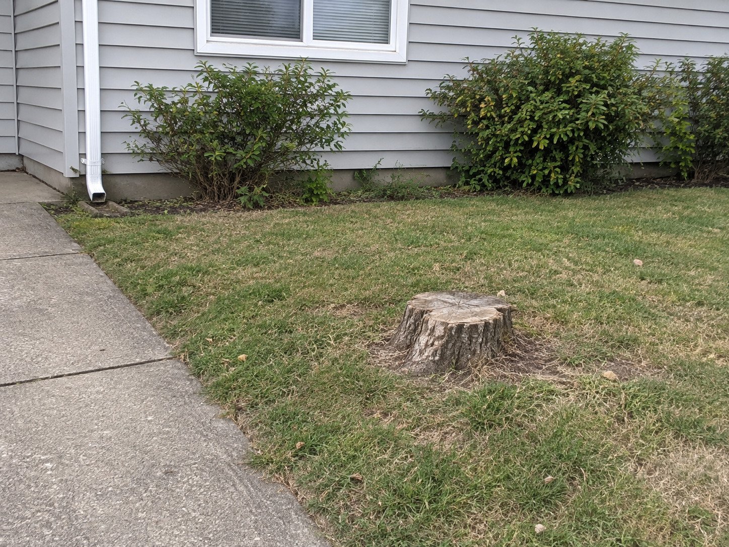 Old stump beside a house and concrete path before grinding.