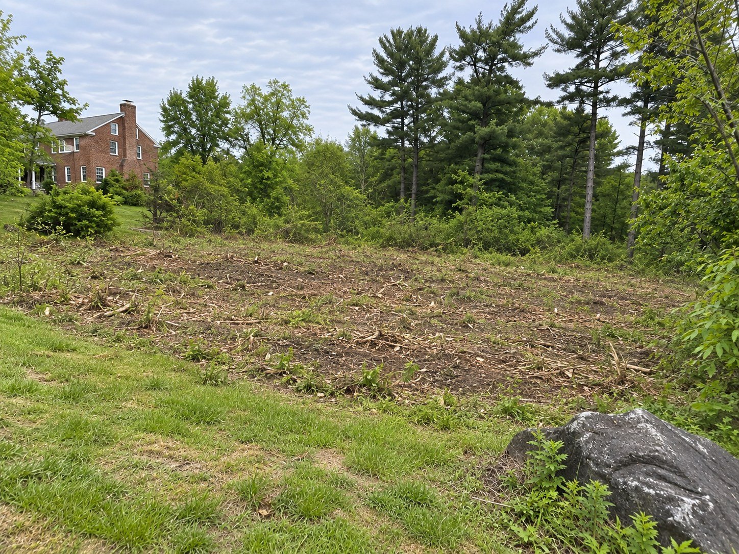 The same lot opened by clearing brush and small saplings while retaining mature perimeter trees.