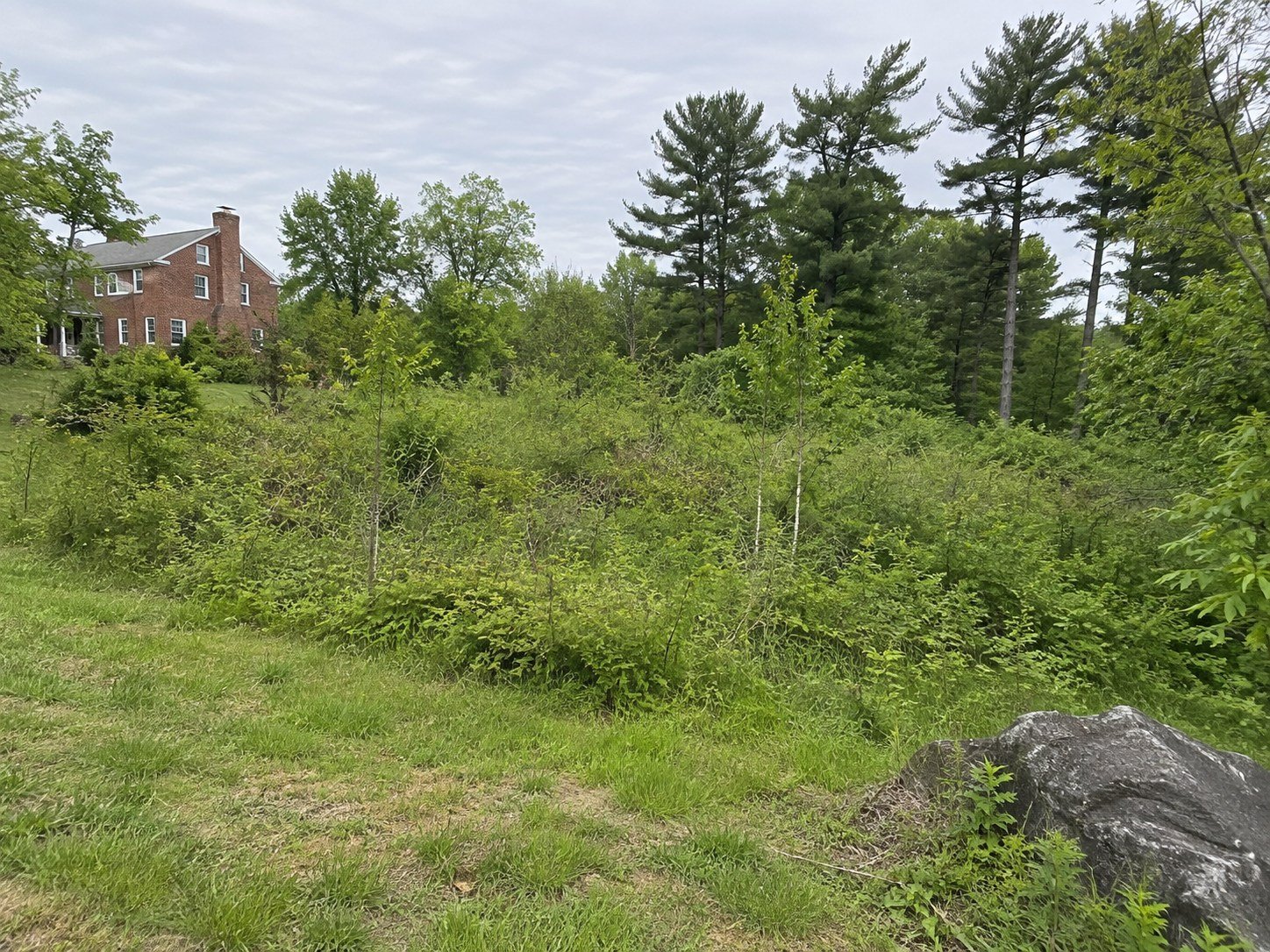 Brush and slender saplings cover a gently sloped clearing near a brick farmhouse.