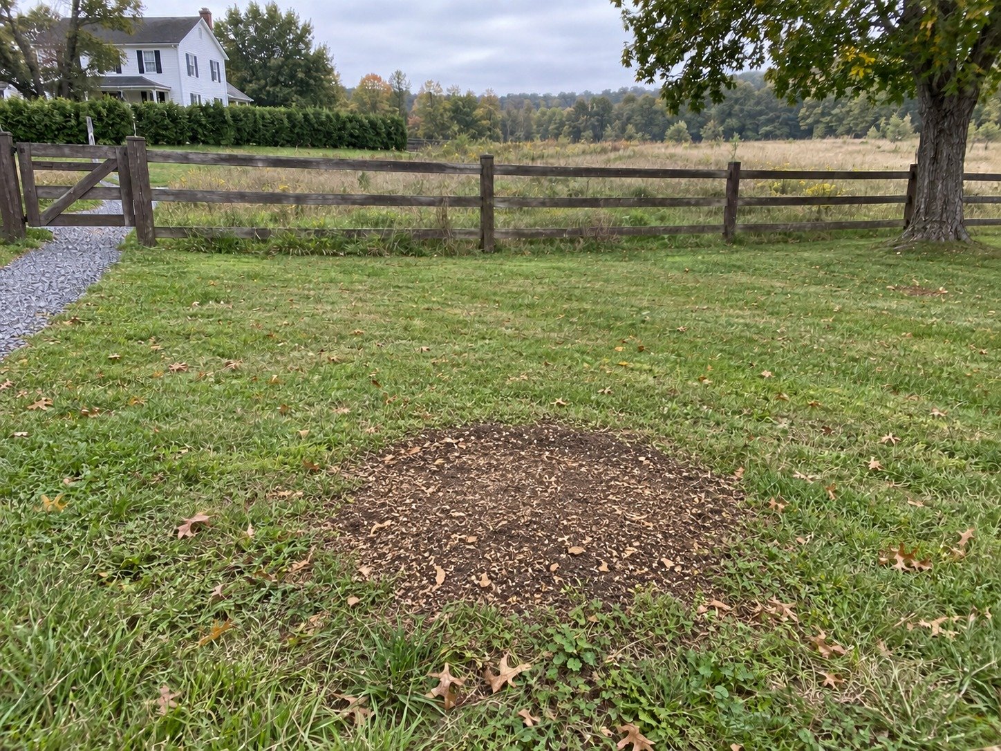 The same lawn after localized stump grinding, with a level soil and fine woodchip patch.