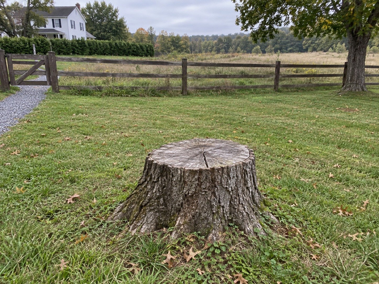 Old oak stump at the edge of a rural residential lawn before grinding.