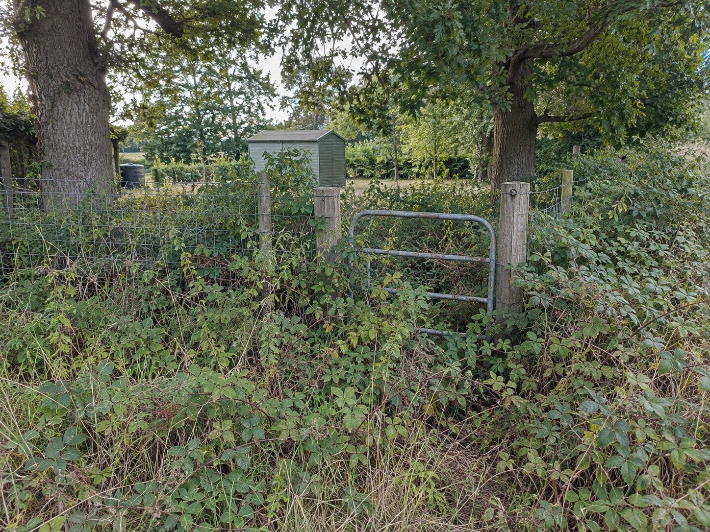Brush-obstructed fence line and garden-gate access before clearing.