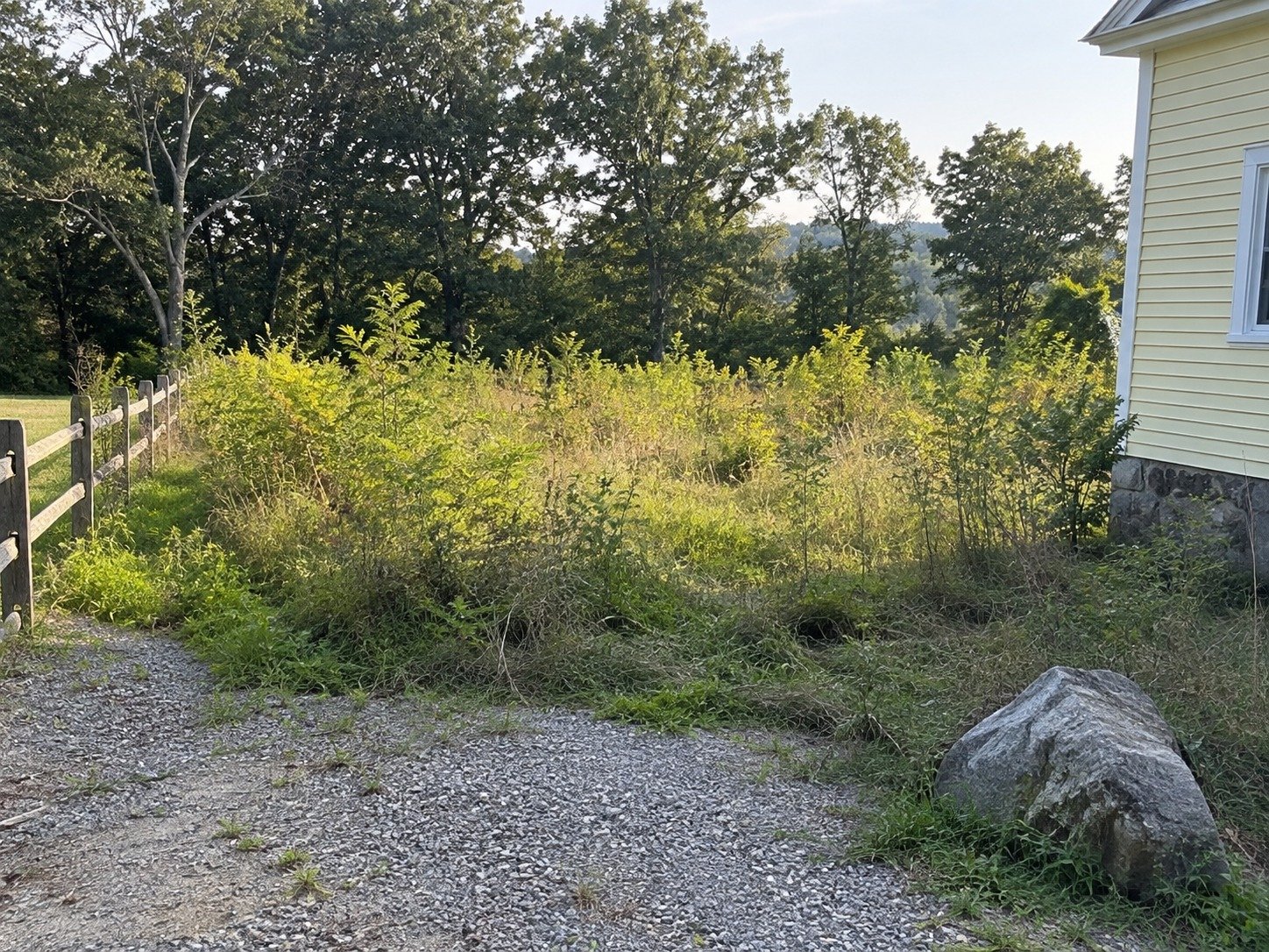 Scrub-filled small rural lot before selective clearing.