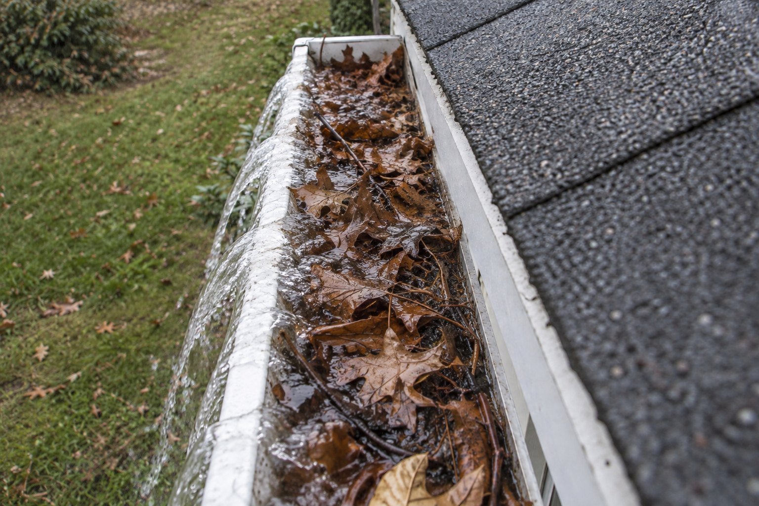 Gutter brim-full of wet leaves with rainwater pouring over the outer lip onto the lawn below.