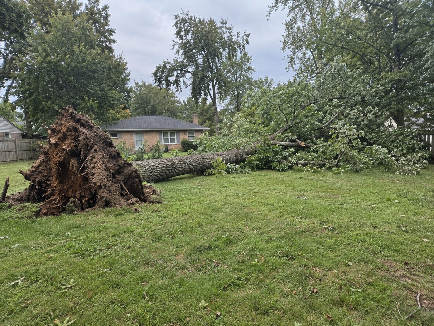 Mature oak uprooted across a fenced backyard behind a brick ranch, with the root plate lifted and the crown down.