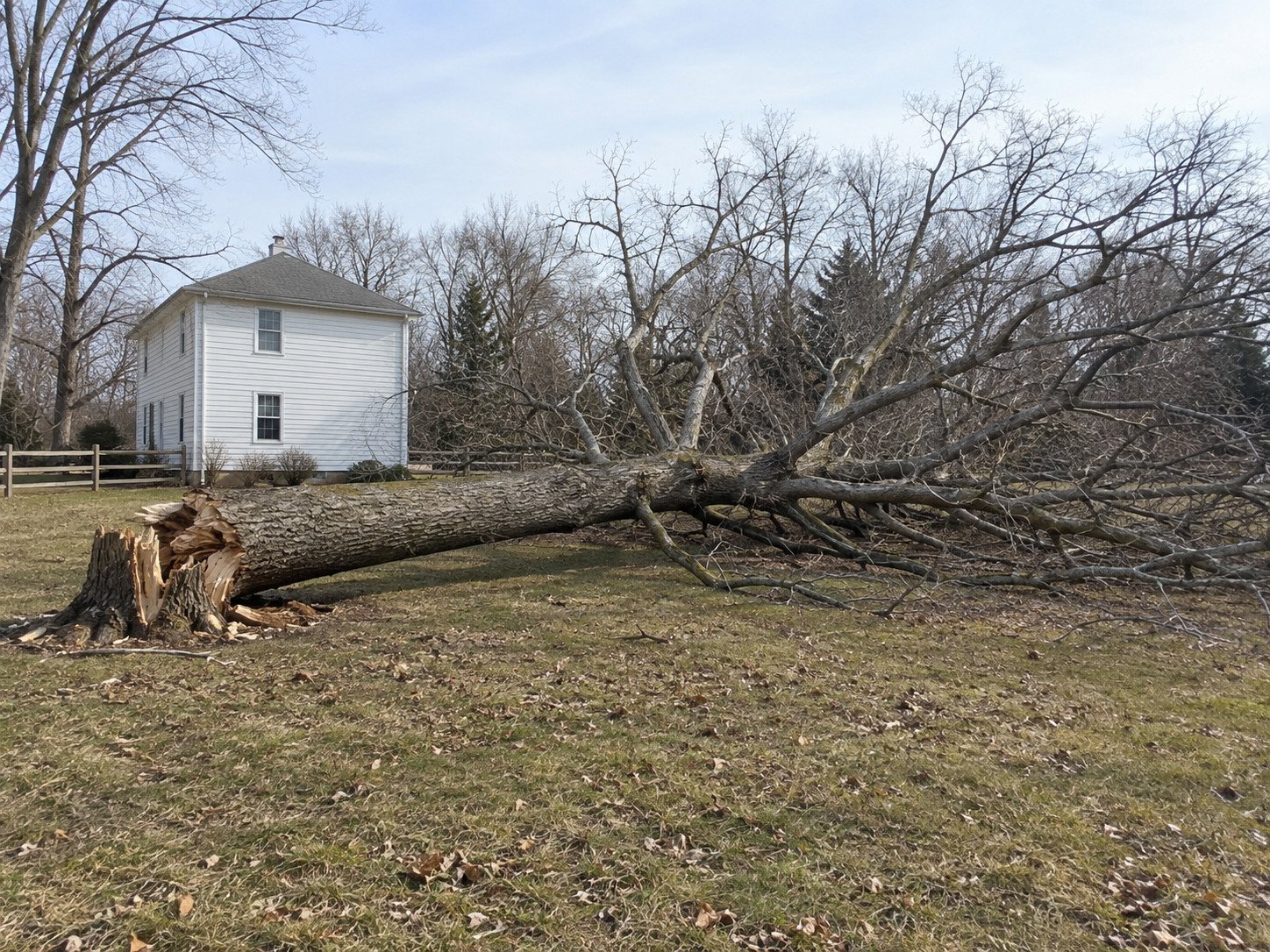Large mature storm-snapped oak and broad bare crown across a winter side yard before removal.