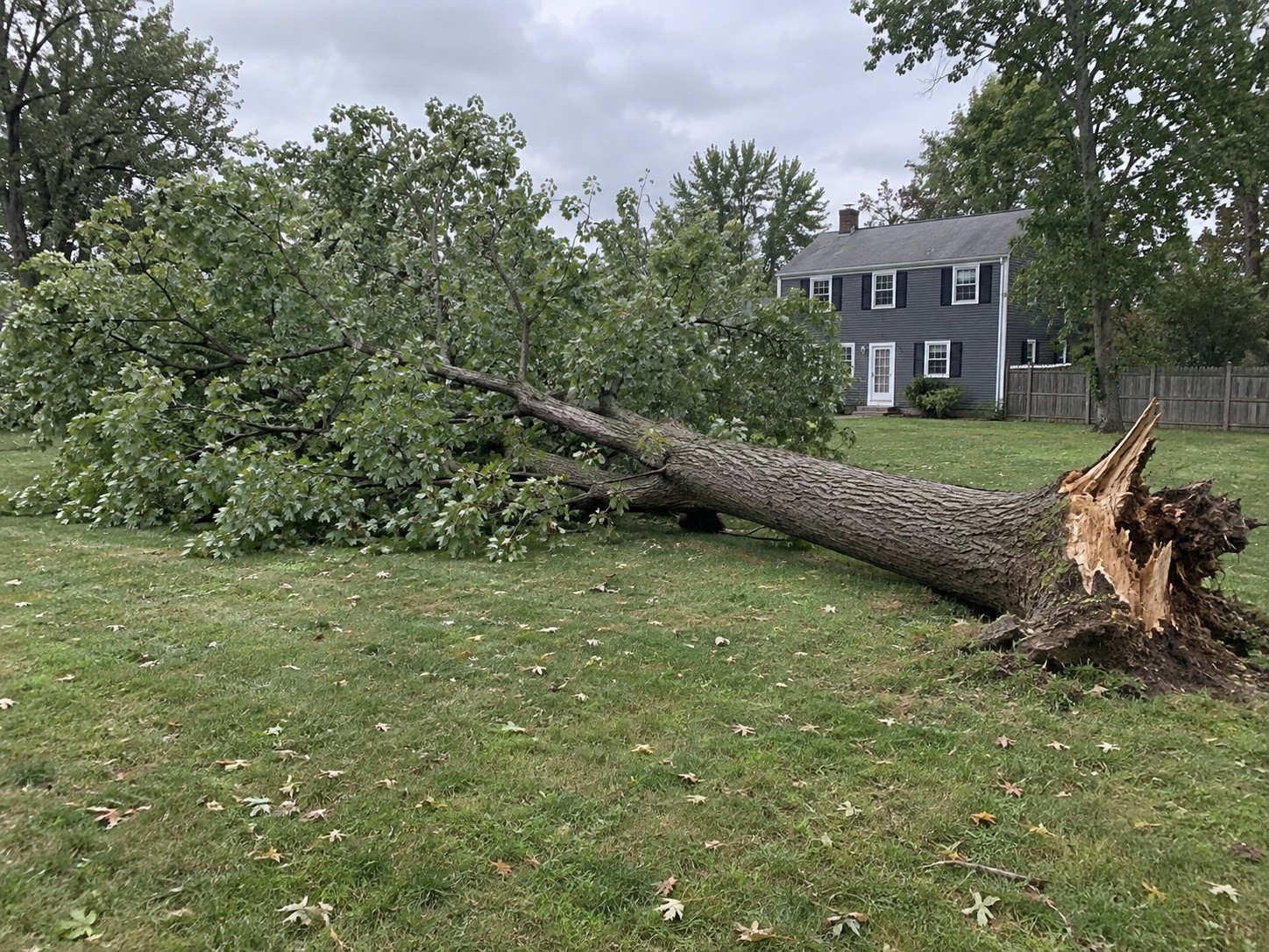 Mature storm-fallen shade tree with a heavy trunk and broad leafy crown across a colonial-house lawn before cleanup.
