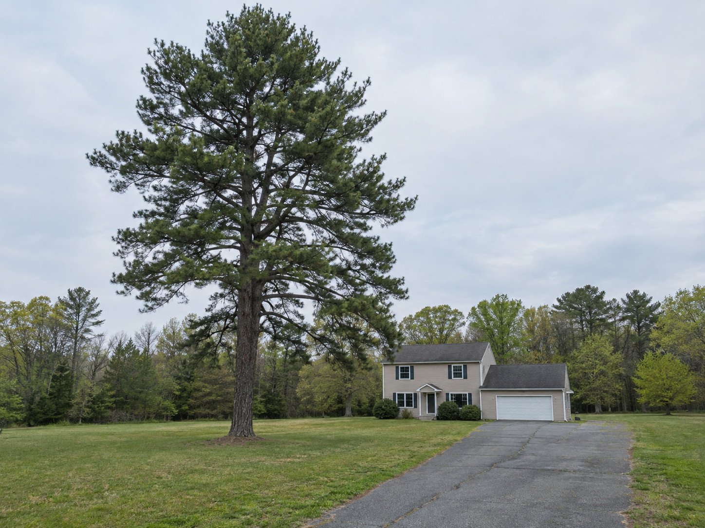 Large mature pine beside a long driveway before tree removal.