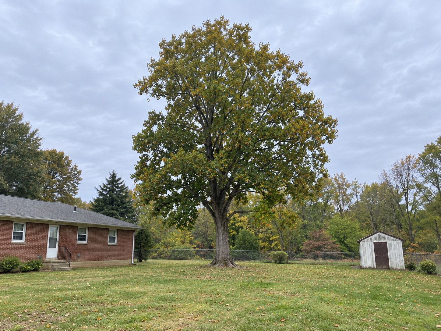 Mature maple towering over an older backyard before large-tree removal.
