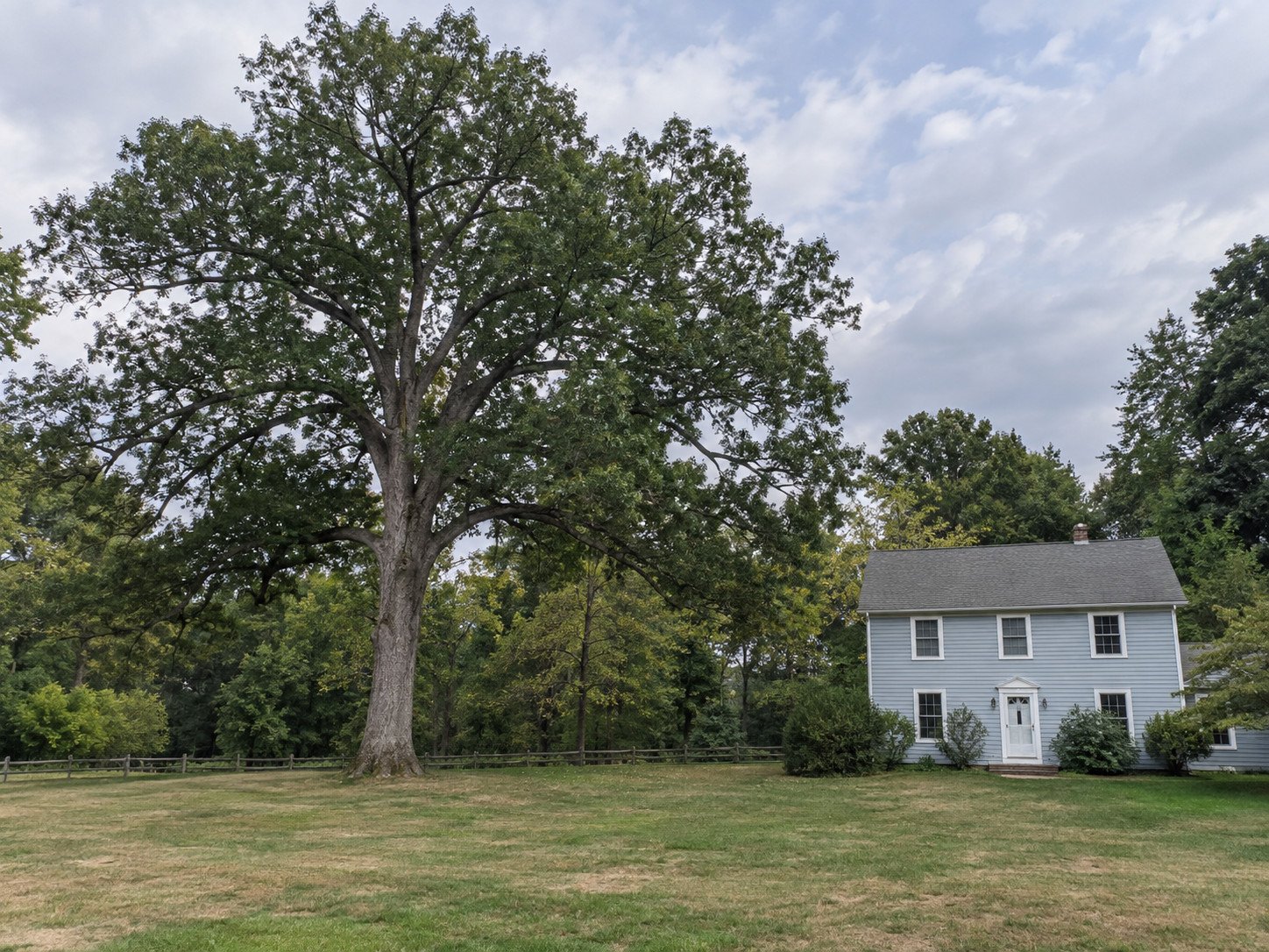 Mature oak towering beside a two-story house before large-tree removal.